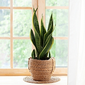 Laurentii Sansevieria Snake Plant